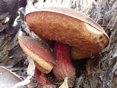Boletus barragensis