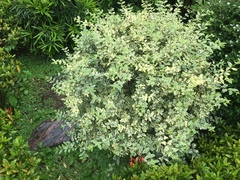 Vitex rotundifolia
