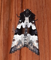 Phlogophora albovittata