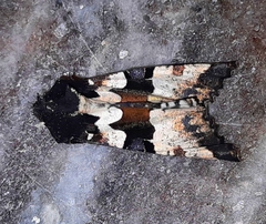 Phlogophora albovittata