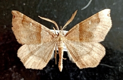 Artemidora alpherakyi