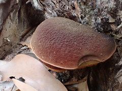 Boletus barragensis