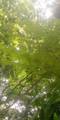 Magnoliopsida