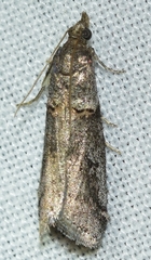 Acrobasis obliqua