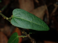 Vincetoxicum woollsii