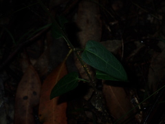 Vincetoxicum woollsii