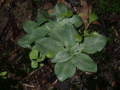 Pterostylis rufa
