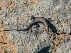 Eutropis multifasciata