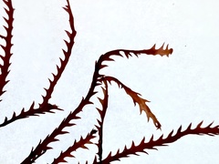 Vidalia colensoi