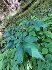 Arisaema thunbergii