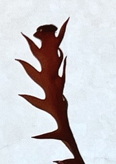 Vidalia colensoi