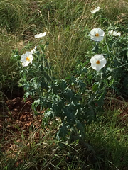 Argemone albiflora texana