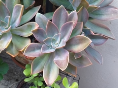Graptoveria
