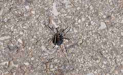 Zachaeus crista
