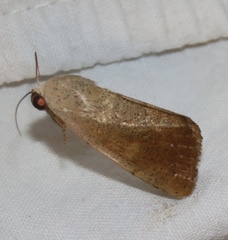 Athetis ochracea