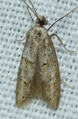 Urodidae