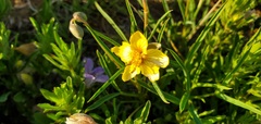 Senna pumilio