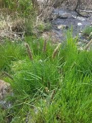 Alopecurus pratensis