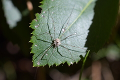 Dasylobus