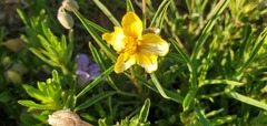 Senna pumilio