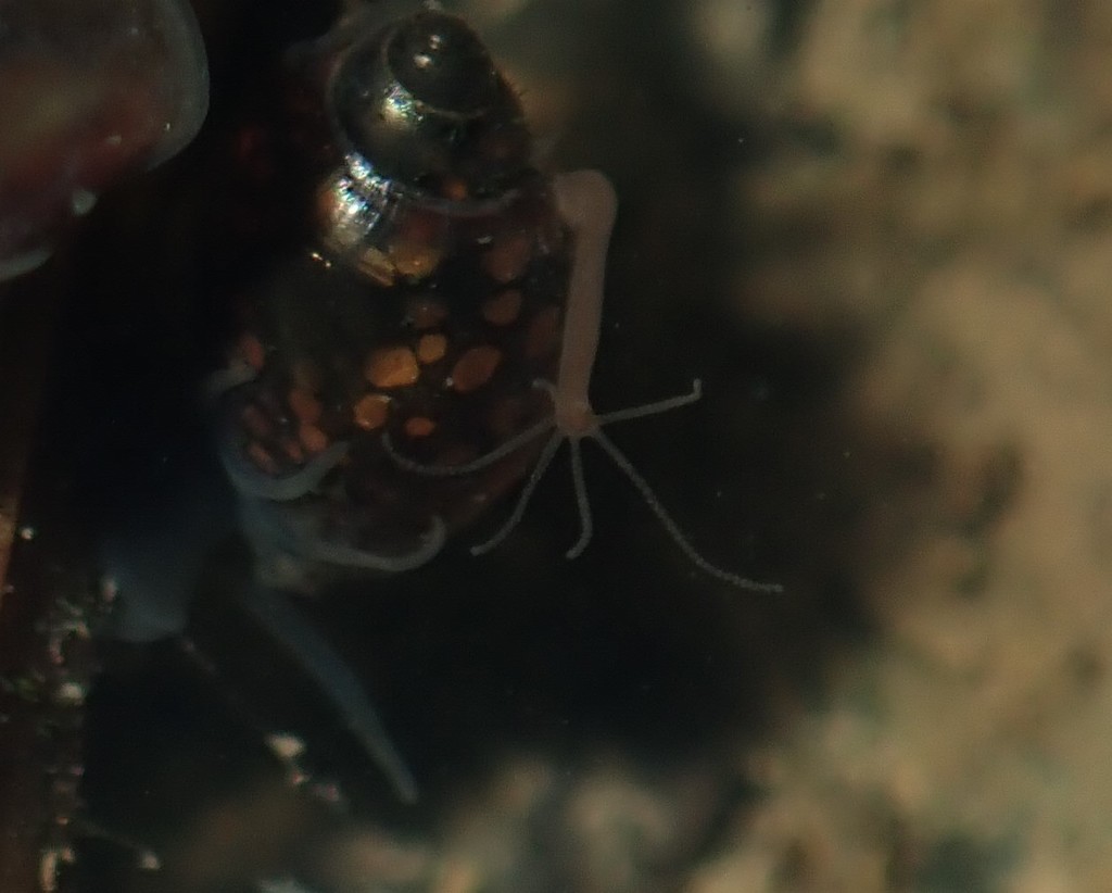 Hydra from Sydney NSW, Australia on April 30, 2022 at 0937 PM by