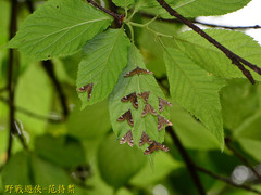 Strepsinoma croesusalis