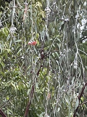 Eucalyptus caesia