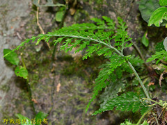 Asplenium ritoense