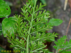 Asplenium ritoense