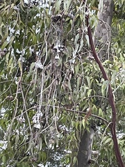 Eucalyptus caesia