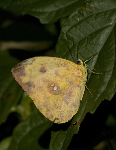 Dark Apricot Sulphur photo 4