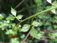 Eleutherococcus trifoliatus setosus