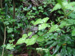Eleutherococcus trifoliatus setosus