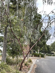Eucalyptus caesia