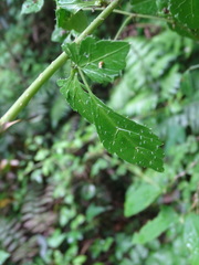 Eleutherococcus trifoliatus setosus