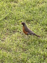Turdus migratorius
