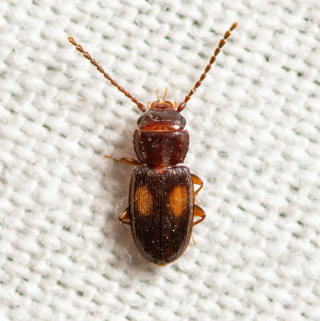 Two-spotted Flat Bark Beetle