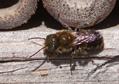 Osmia caerulescens
