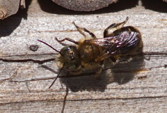 Osmia caerulescens