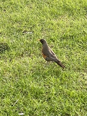 Turdus migratorius