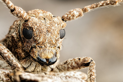Niphona picticornis