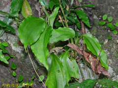 Goodyera rubicunda