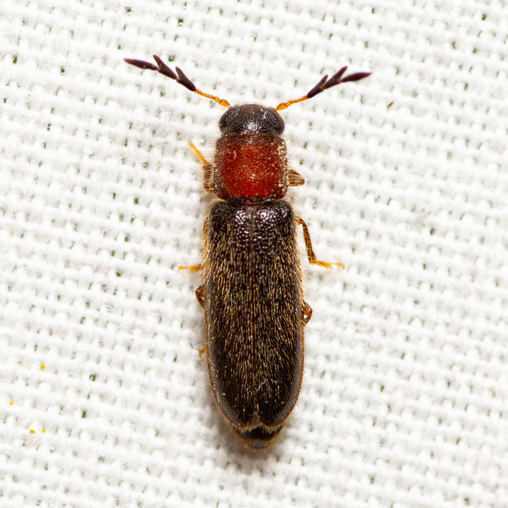 Texas Brick-and-Brown Clerid