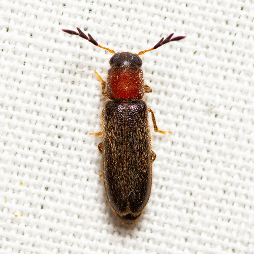 Texas Brick-and-Brown Clerid