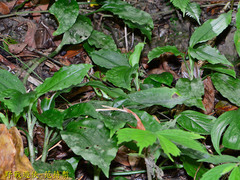 Goodyera rubicunda