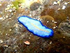 Pseudoceros galatheensis