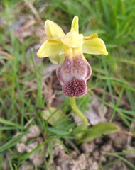 Ophrys fusca
