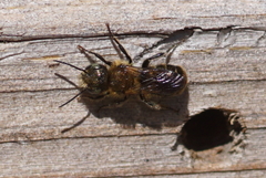Osmia caerulescens