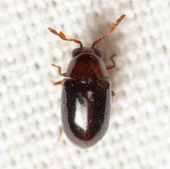 Calymmaderus nitidus