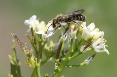 Chelostoma florisomne